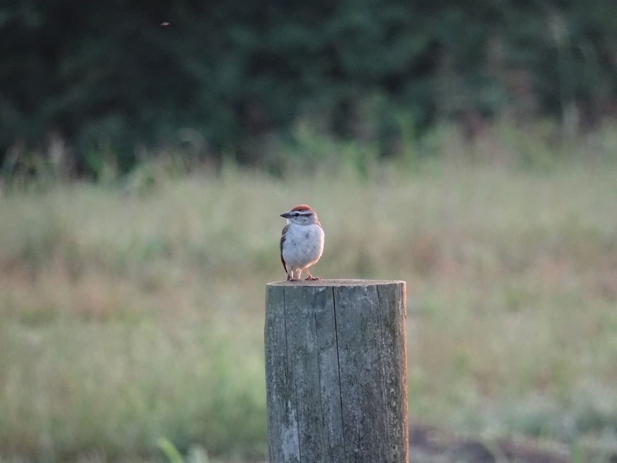 Chipping Sparrow - ML637510638
