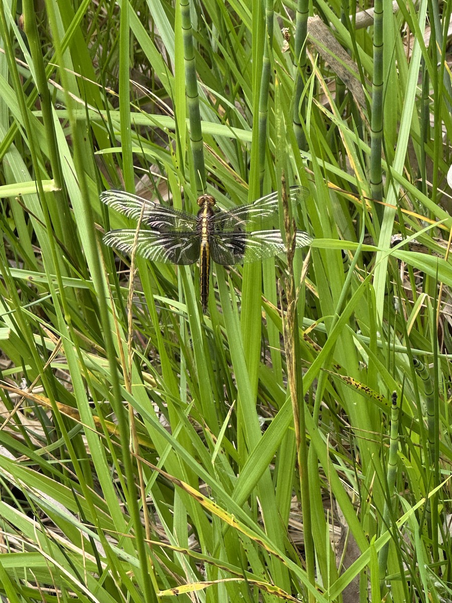 Dragonflies and Damselflies - ML637510658