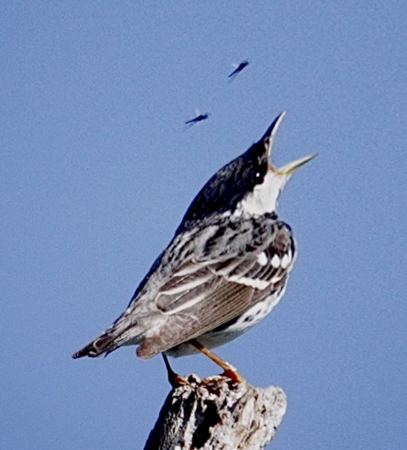 Blackpoll Warbler - ML637510683