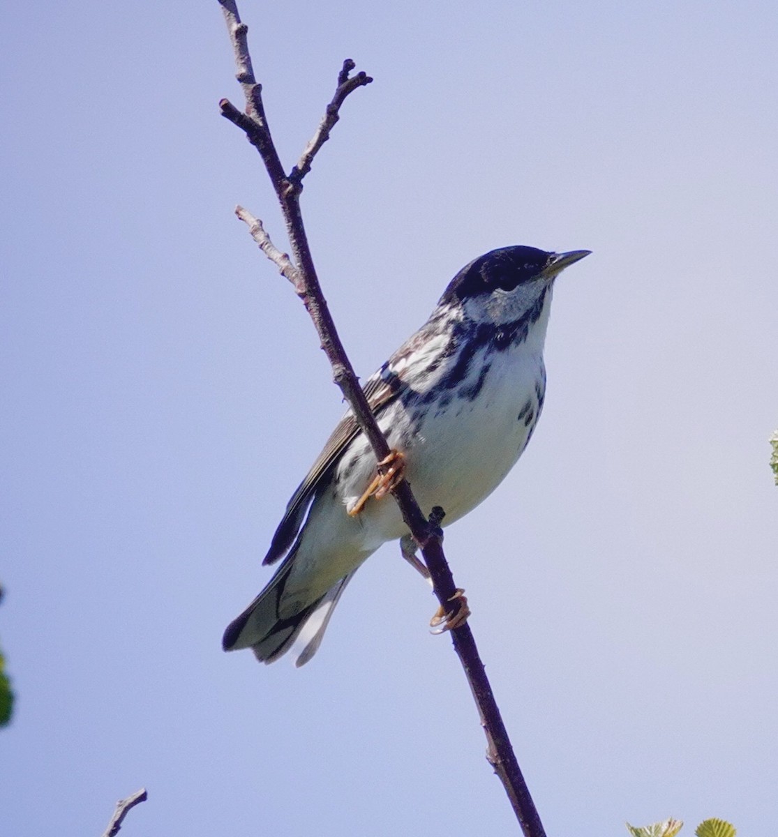 Blackpoll Warbler - ML637510685