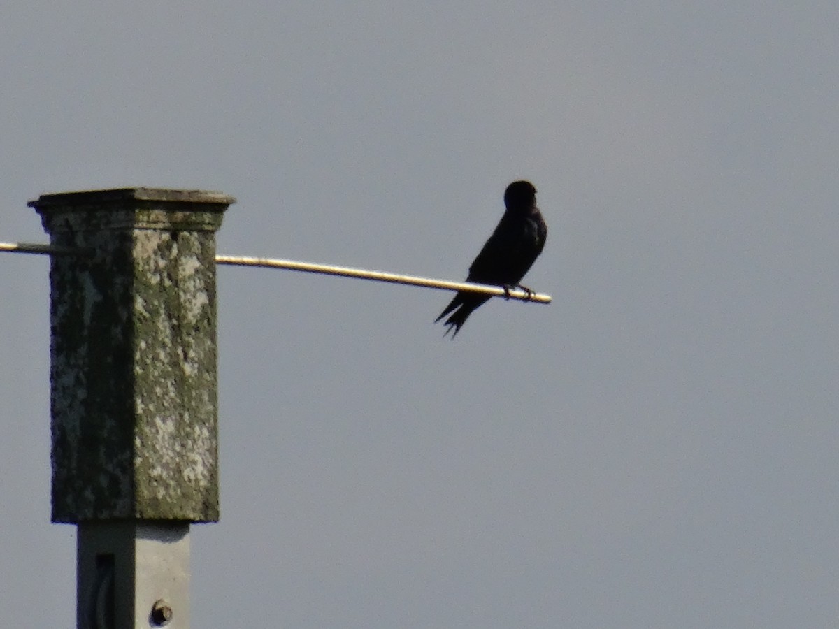 Purple Martin - ML637510698