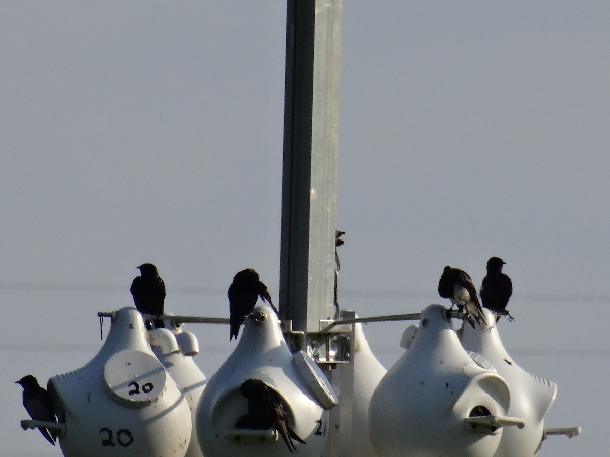 Purple Martin - ML637510699