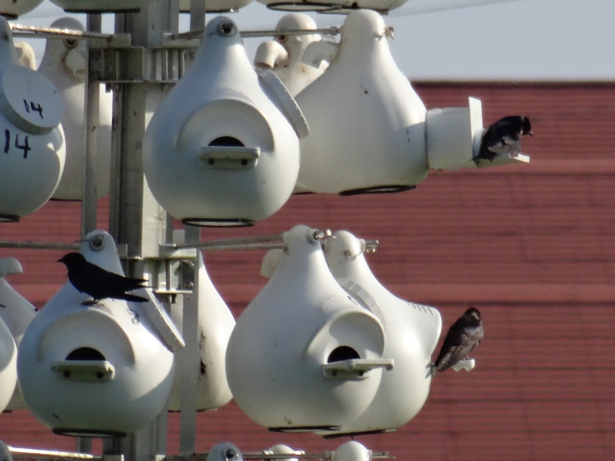 Purple Martin - ML637510700