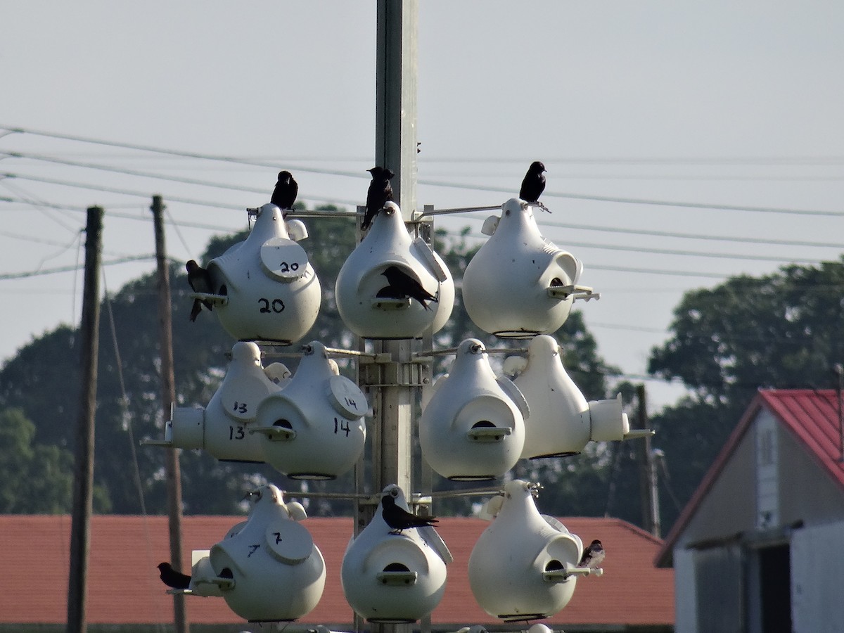 Purple Martin - ML637510701