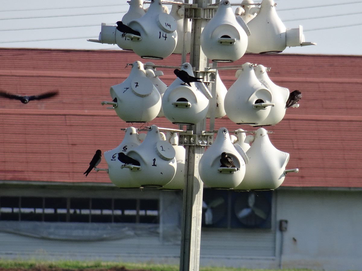 Purple Martin - ML637510702