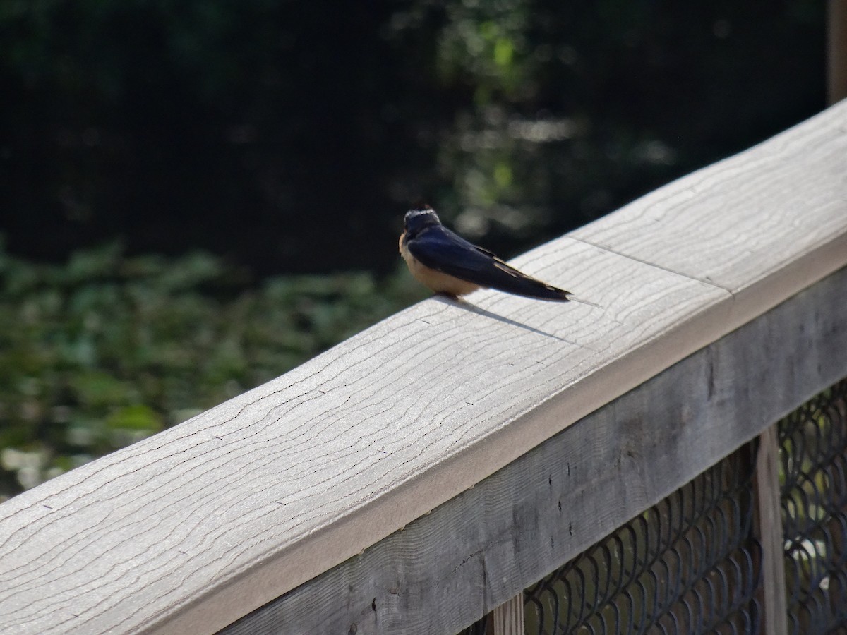 Barn Swallow - ML637510715