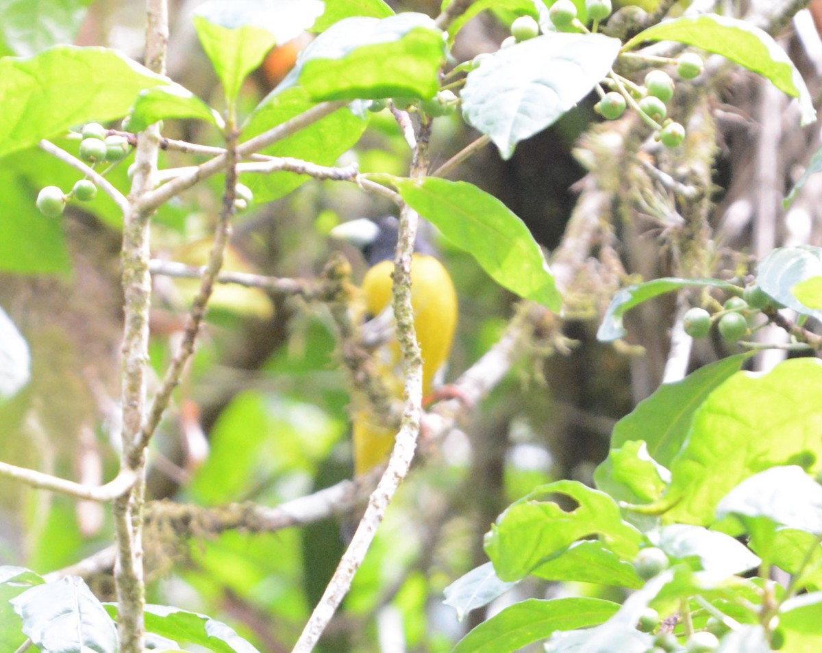 Hooded Grosbeak - ML637510730