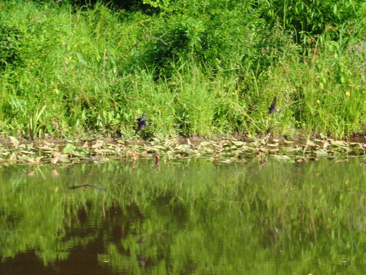 Barn Swallow - ML637510798