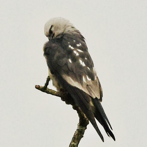 Mississippi Kite - ML637510800