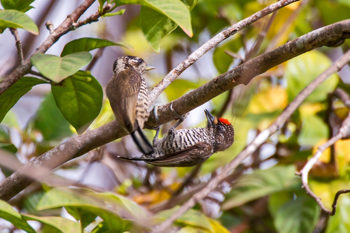 White-barred Piculet - Leonardo Merçon / Instituto Últimos Refúgios