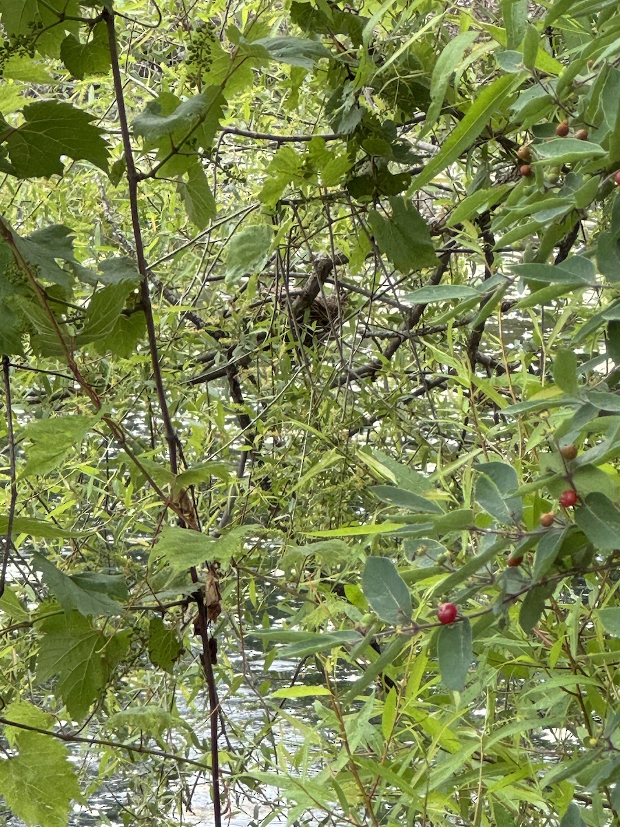 Red-winged Blackbird - ML637510828