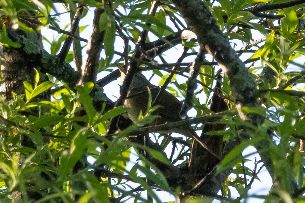 Sakhalin Grasshopper Warbler - ML637510836