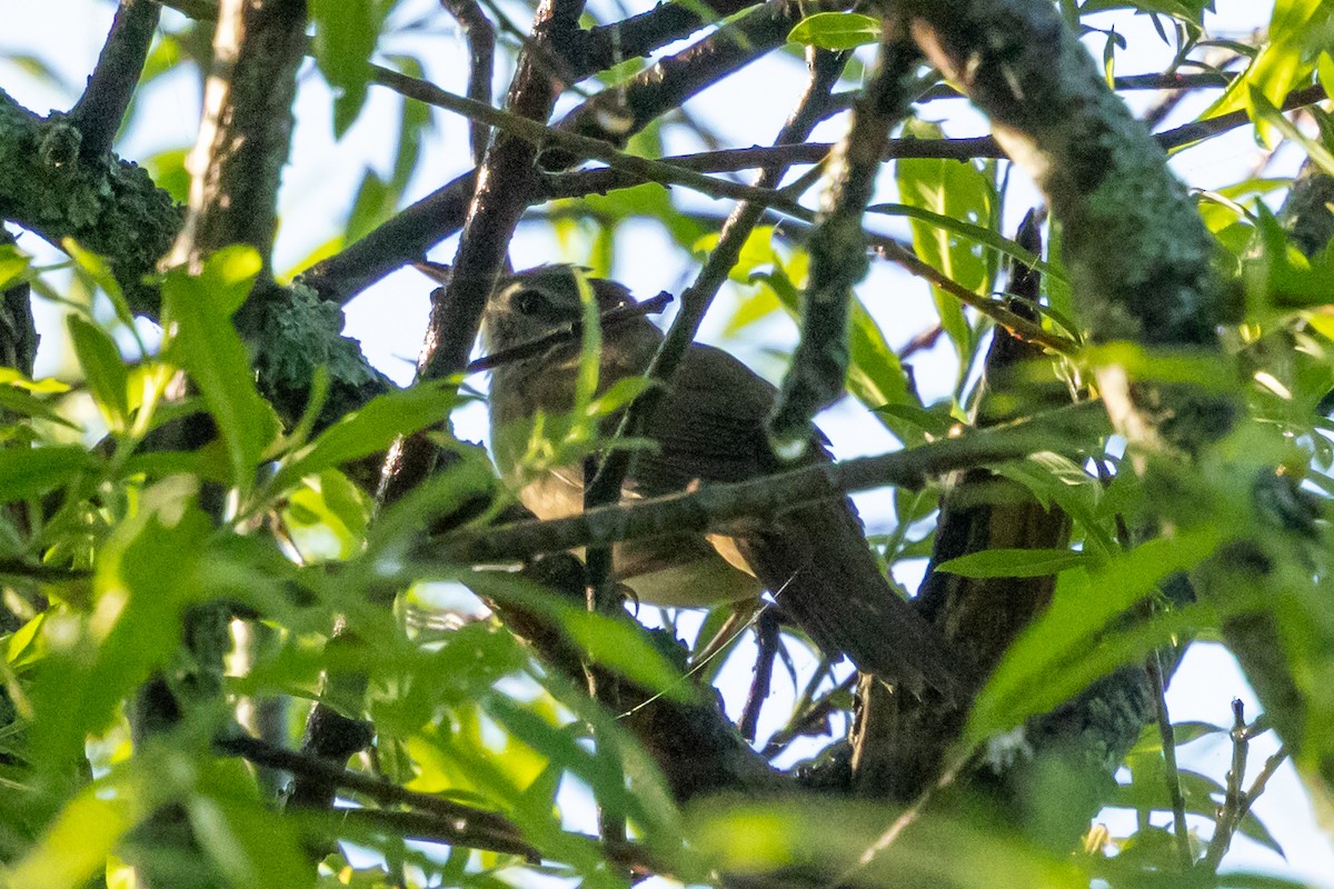 Sakhalin Grasshopper Warbler - ML637510837