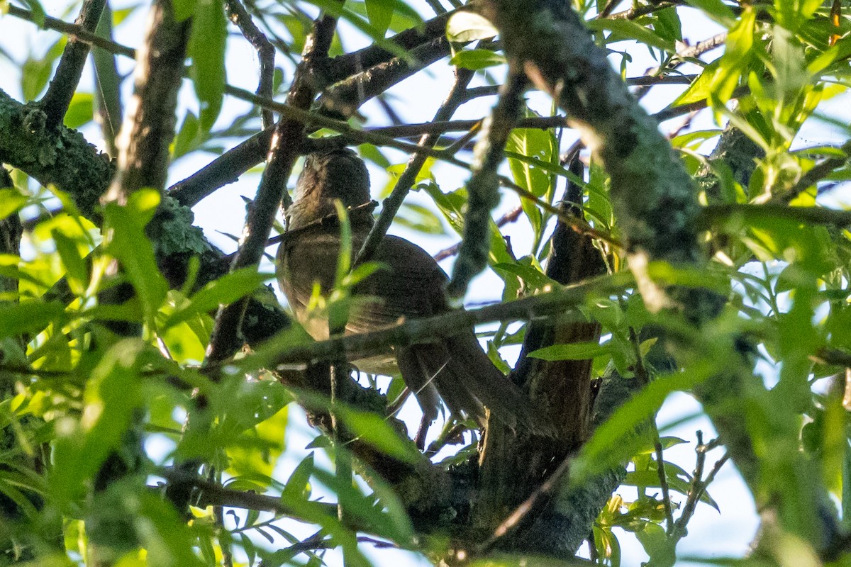 Sakhalin Grasshopper Warbler - ML637510838