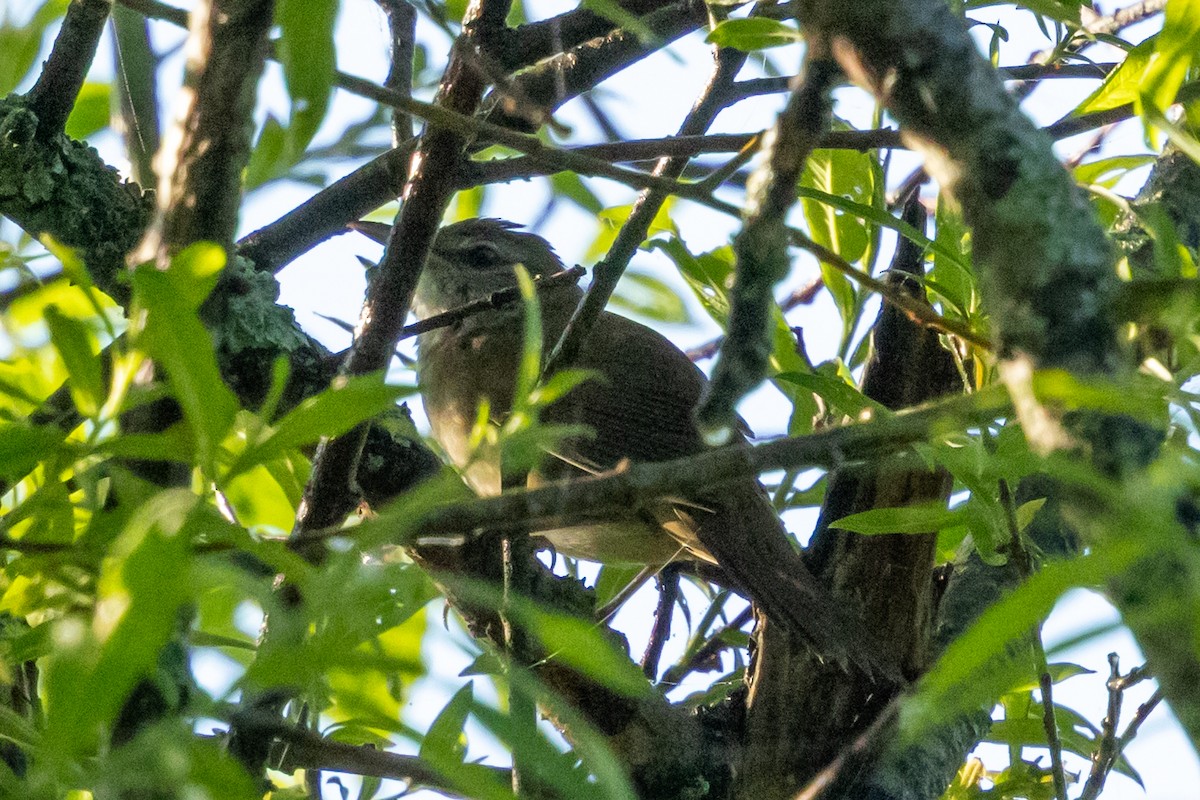 Sakhalin Grasshopper Warbler - ML637510839