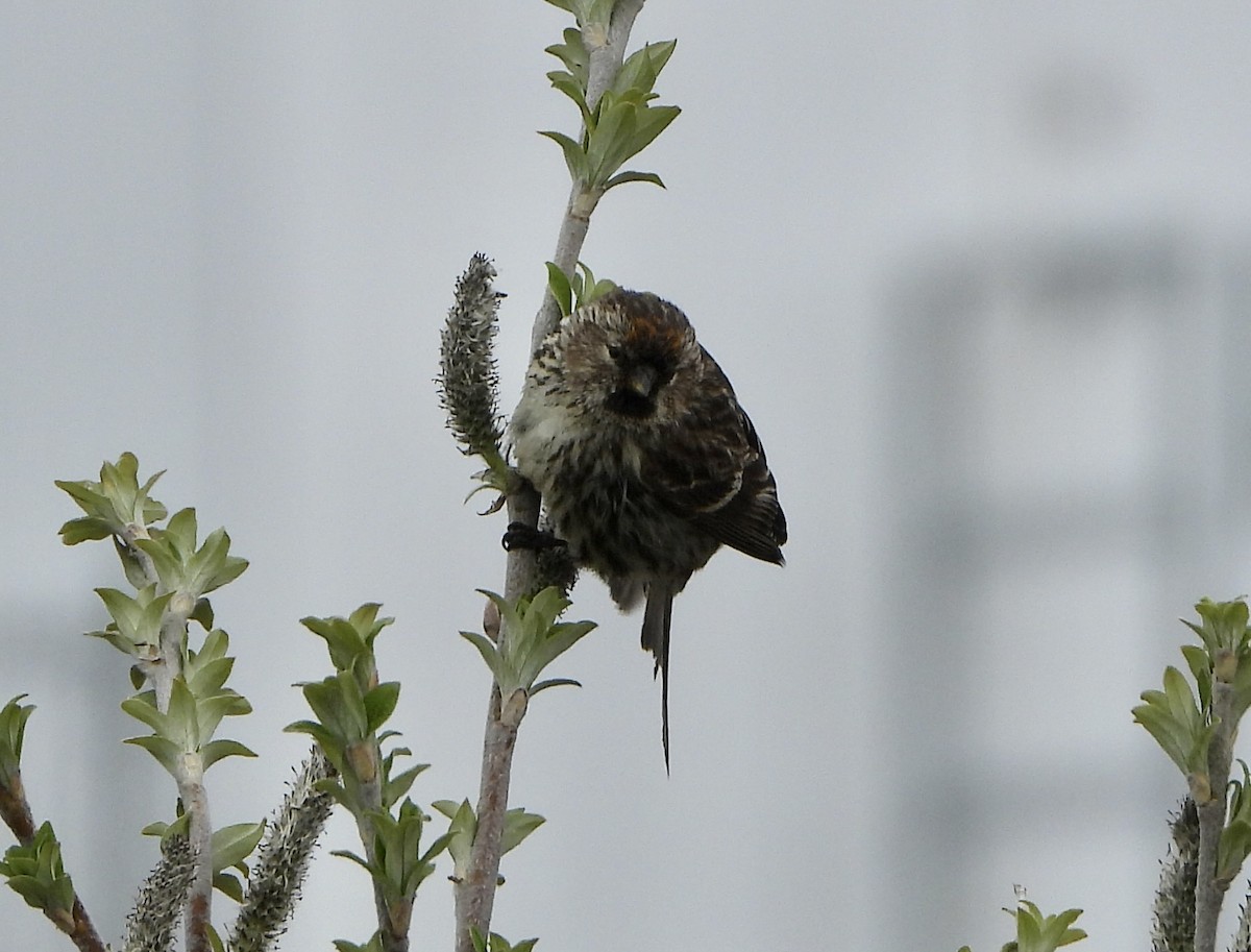 Redpoll (Common) - ML637510840