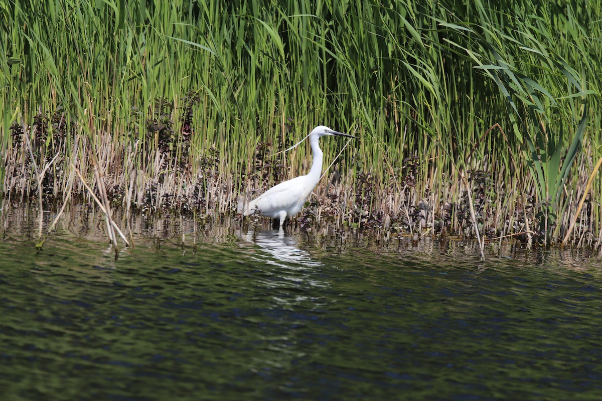 Little Egret (Western) - ML637510854