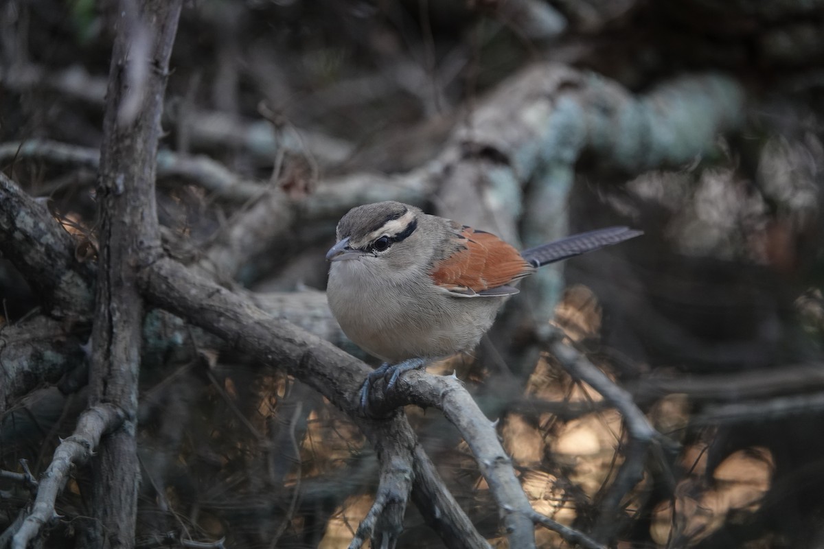 Brown-crowned Tchagra - ML637510884