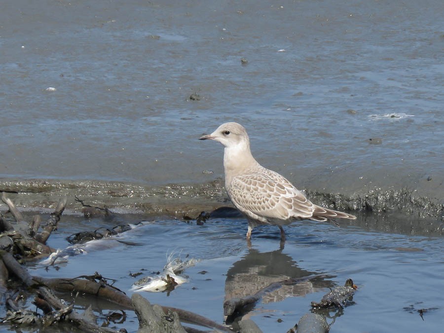 Short-billed Gull - ML637510912