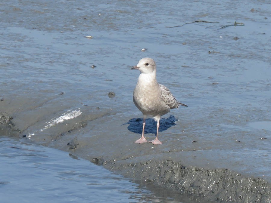Short-billed Gull - ML637510913