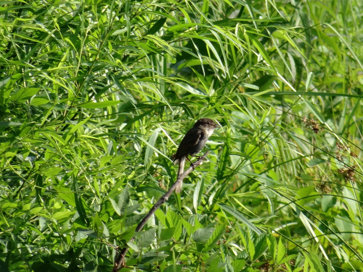 Eastern Phoebe - ML637510932