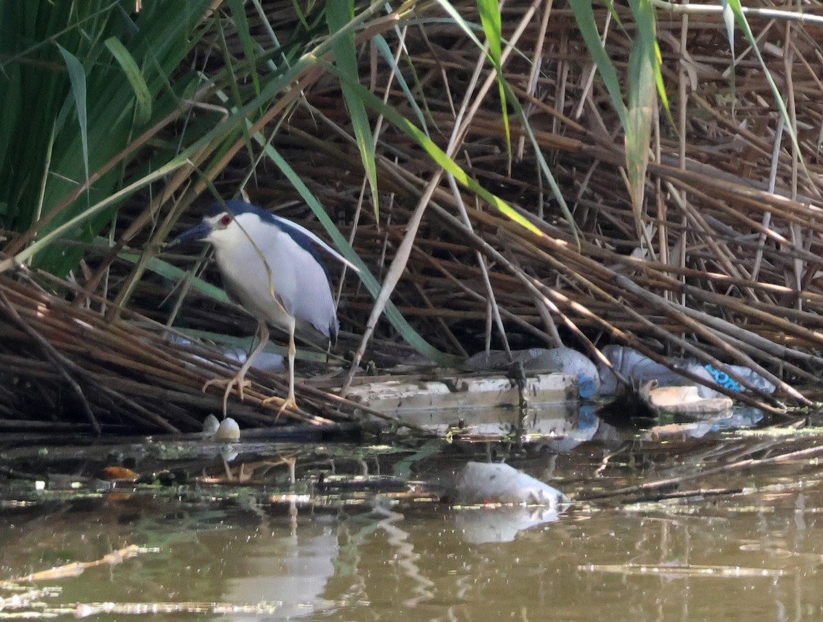 אנפת לילה - ML637510938