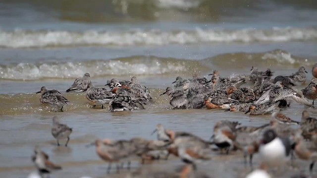 Red Knot - ML637510944