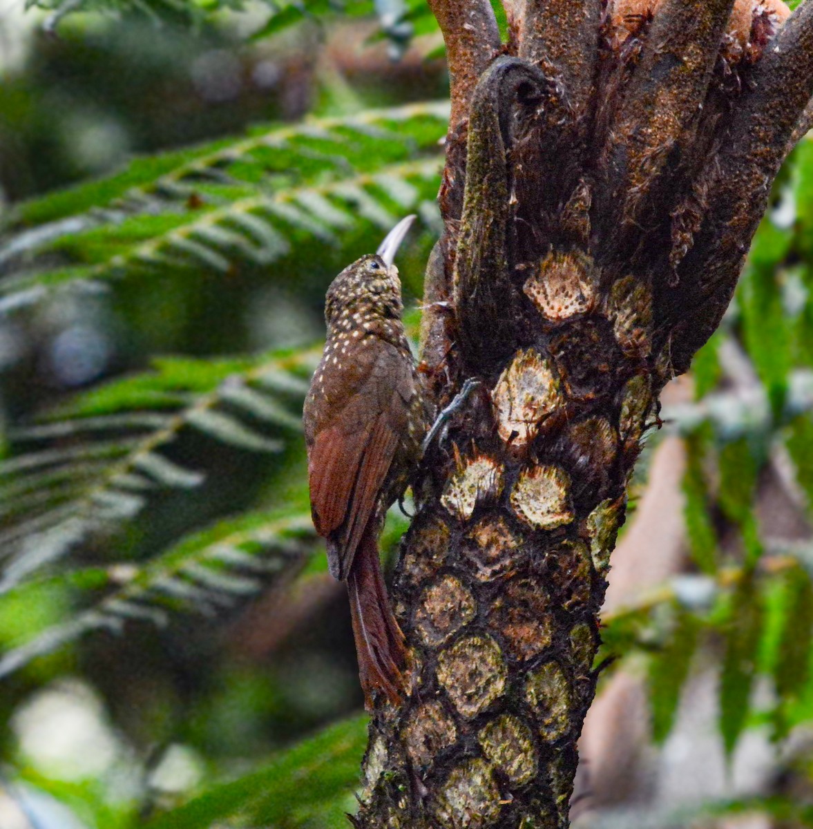 Spotted Woodcreeper - ML637510952