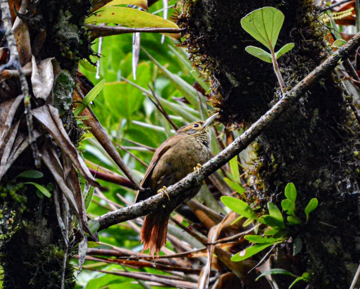 Scaly-throated Foliage-gleaner - ML637510959