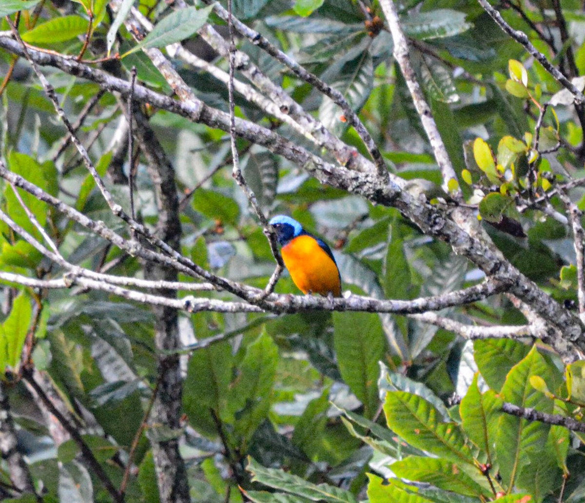Elegant Euphonia - ML637510964