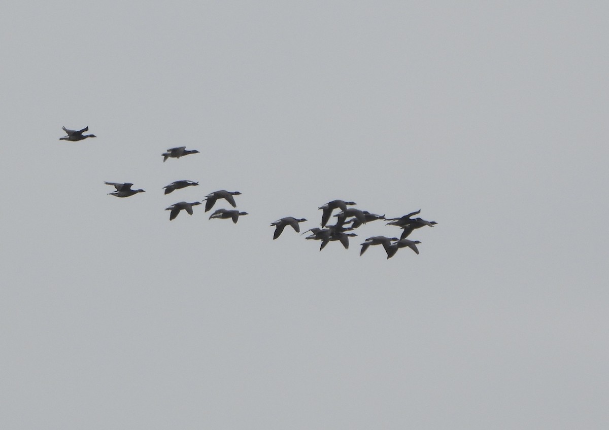 Brant - ML637510969