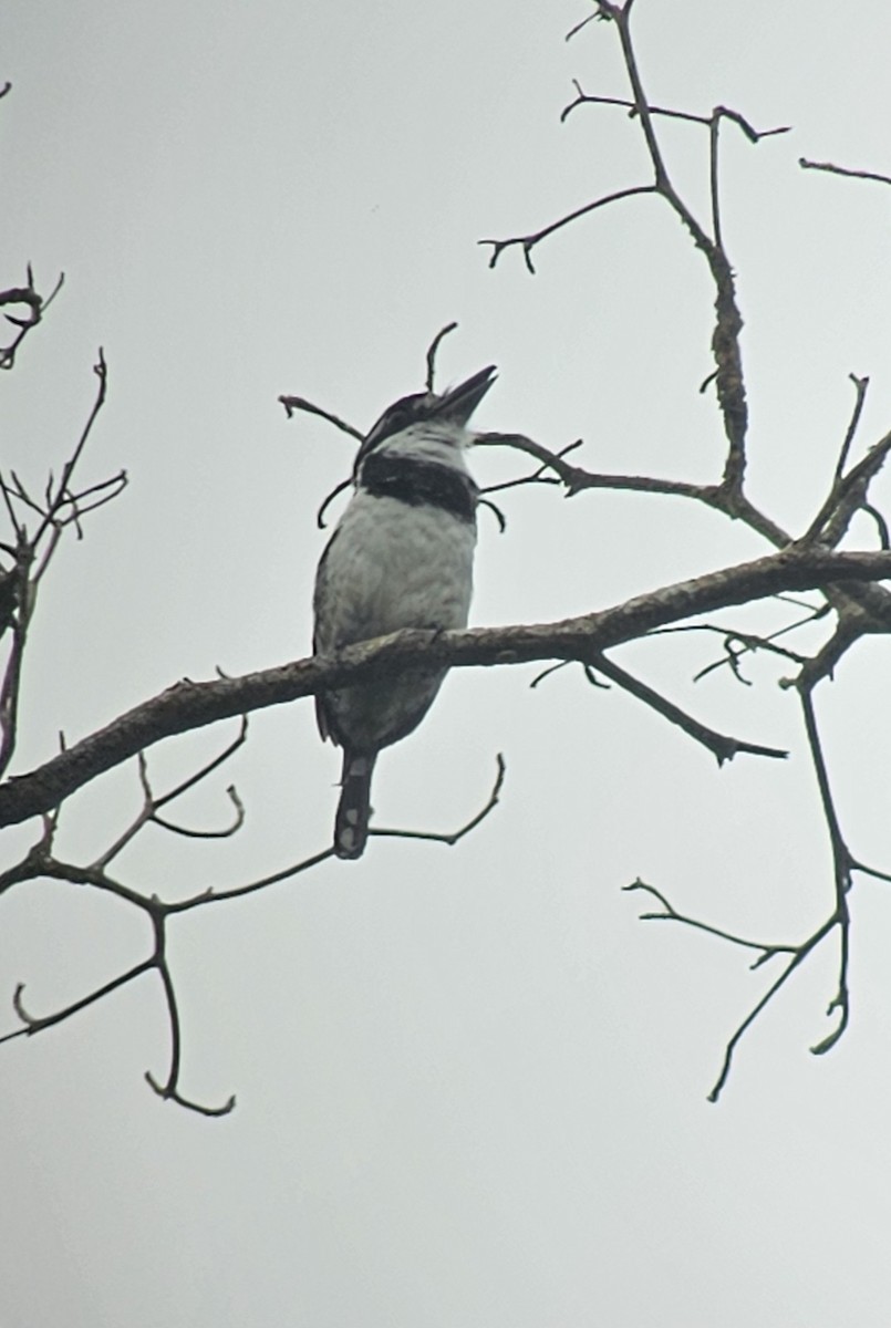 Pied Puffbird - ML637511046