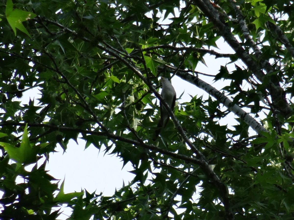 Yellow-billed Cuckoo - ML637511056