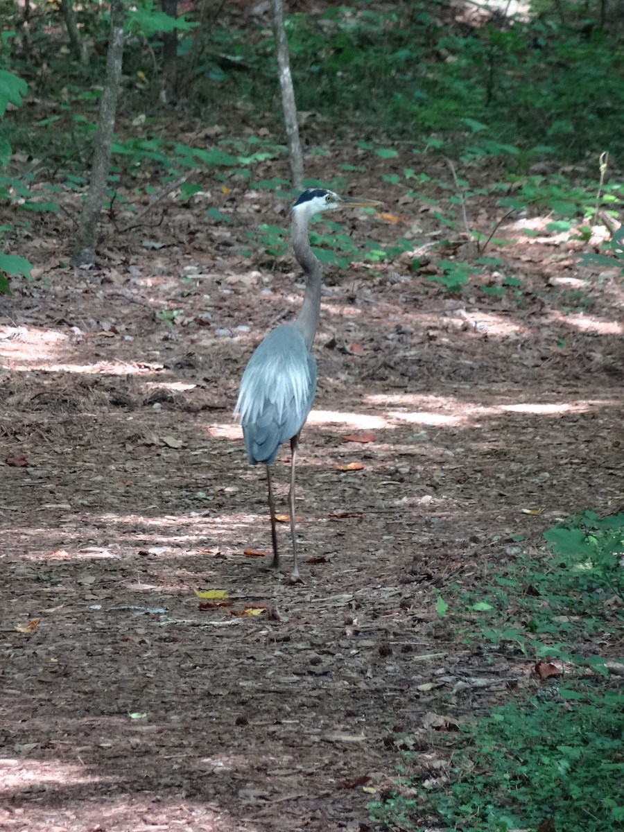 Great Blue Heron - ML637511061
