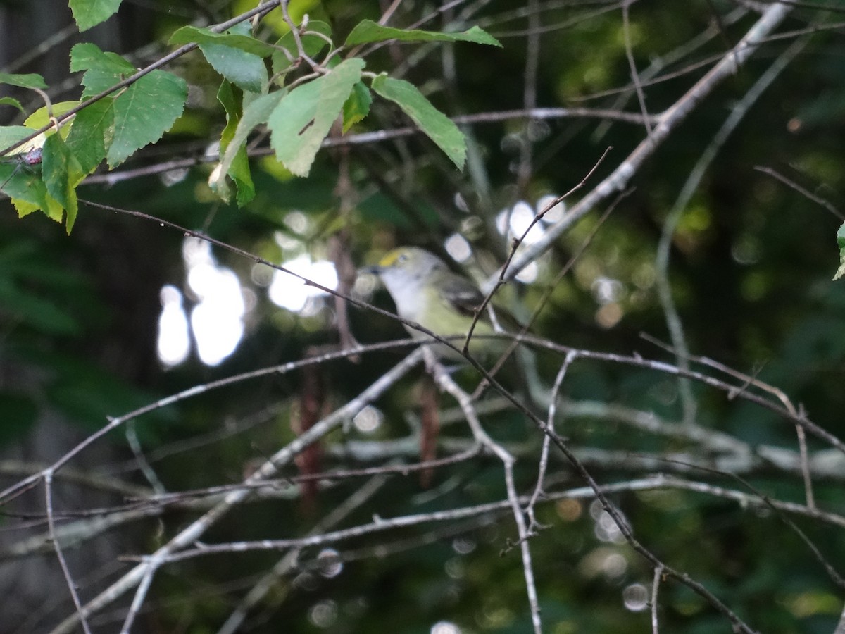 White-eyed Vireo - ML637511078