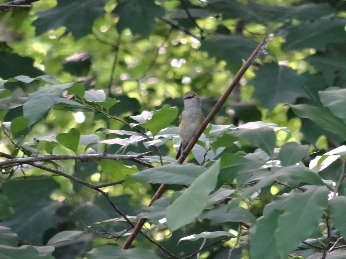 White-eyed Vireo - ML637511079