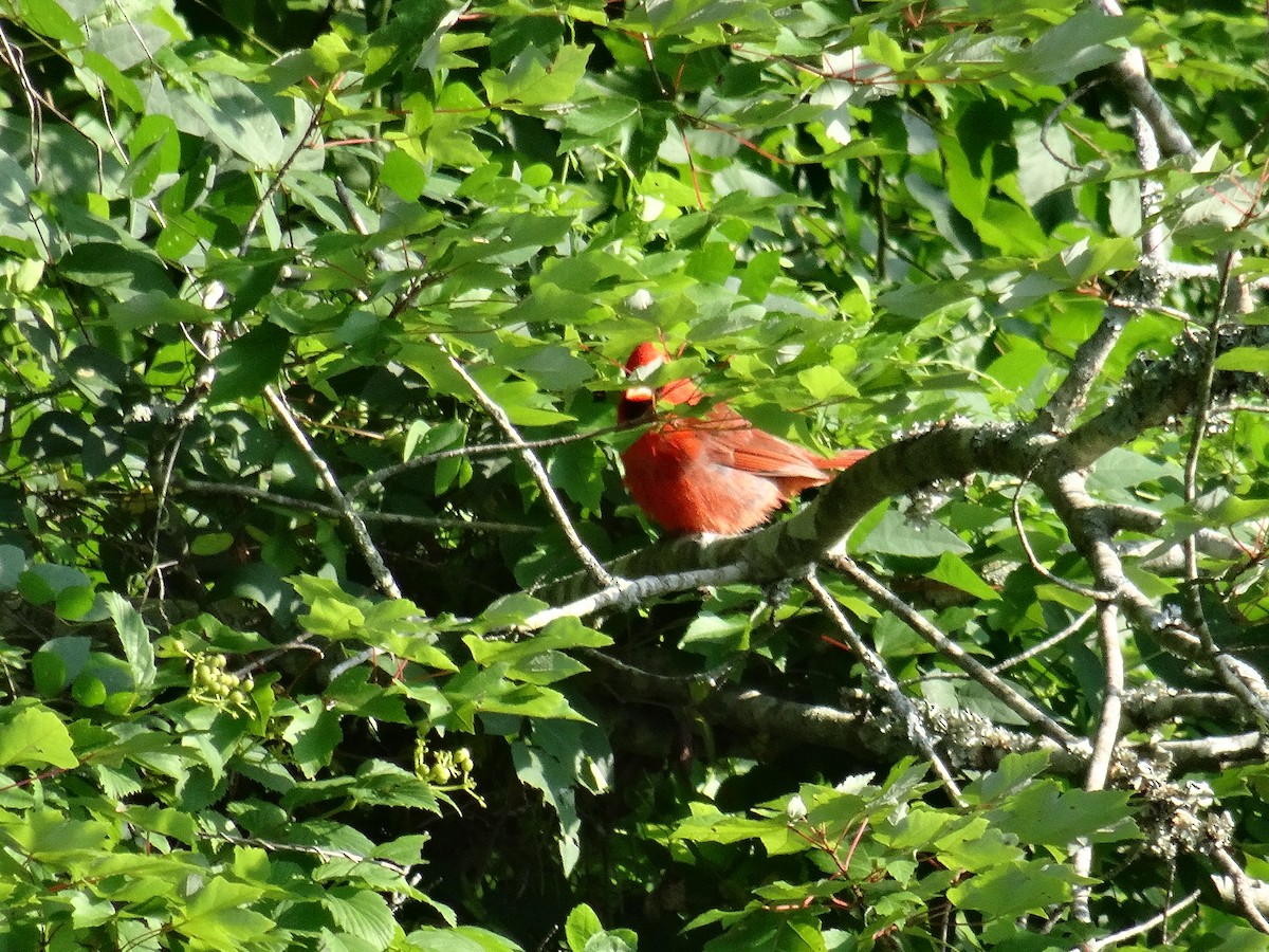 Northern Cardinal - ML637511107