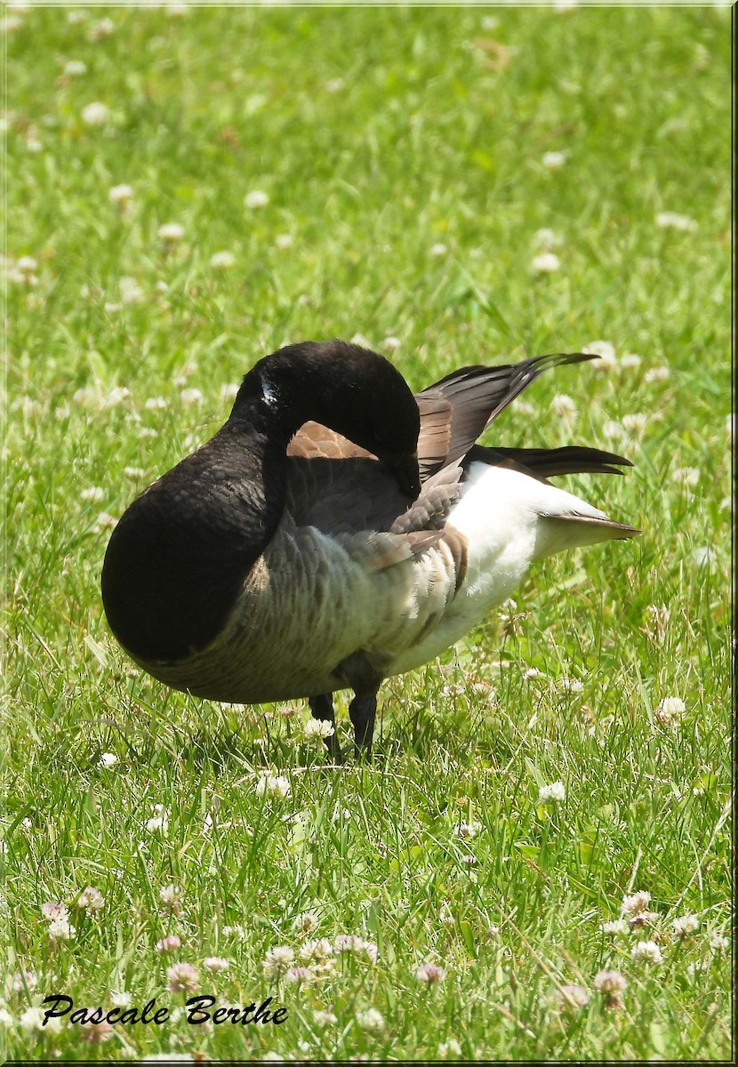 Brant - ML637511138