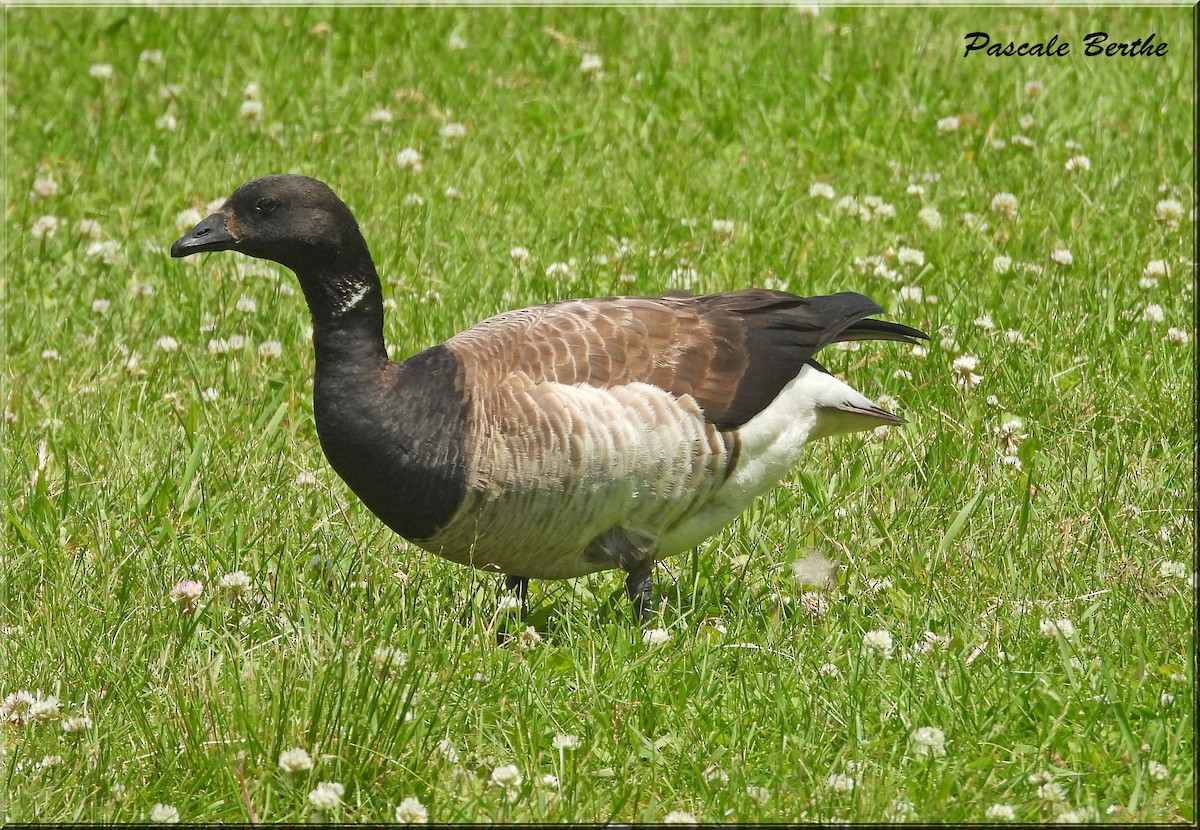 Brant - ML637511141