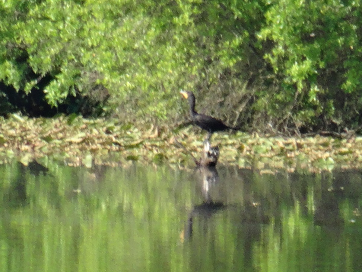 Double-crested Cormorant - ML637511159