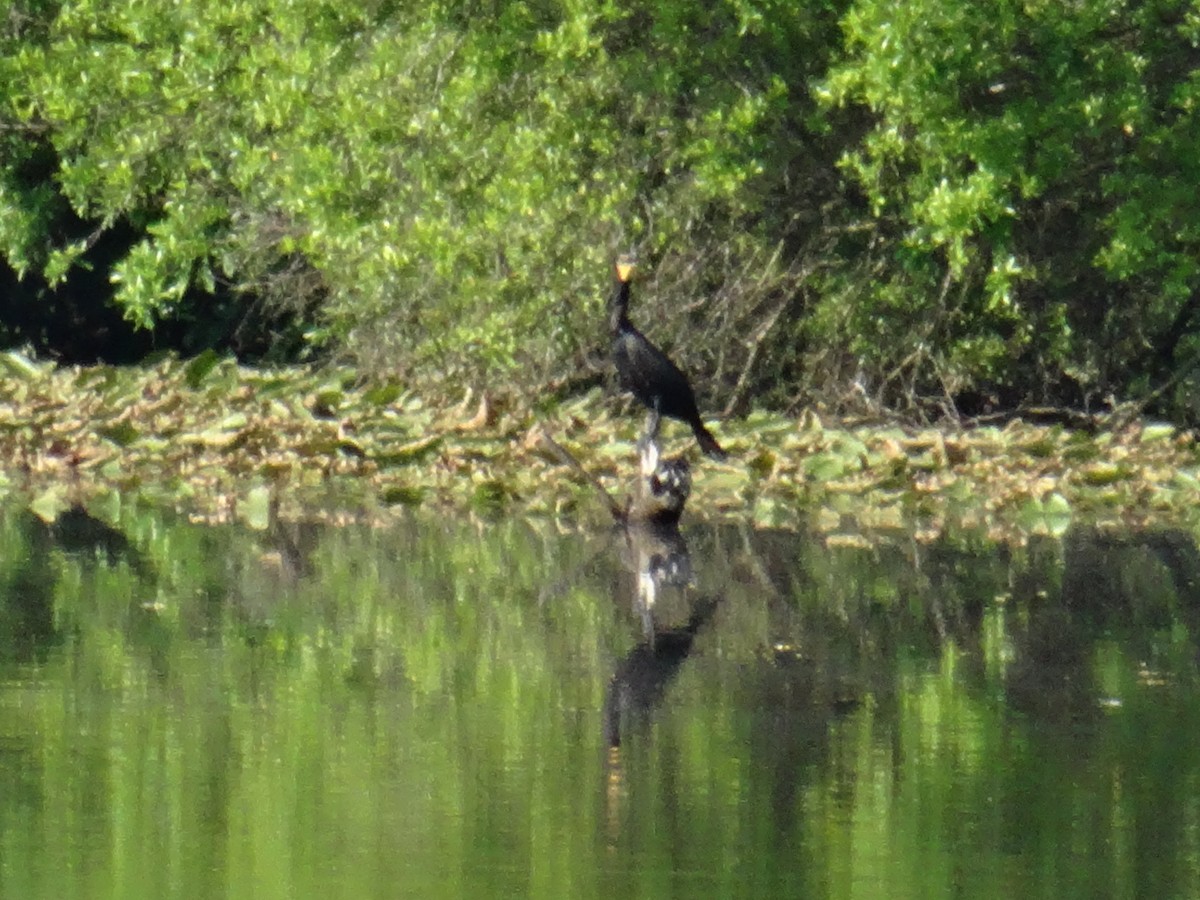 Double-crested Cormorant - ML637511160