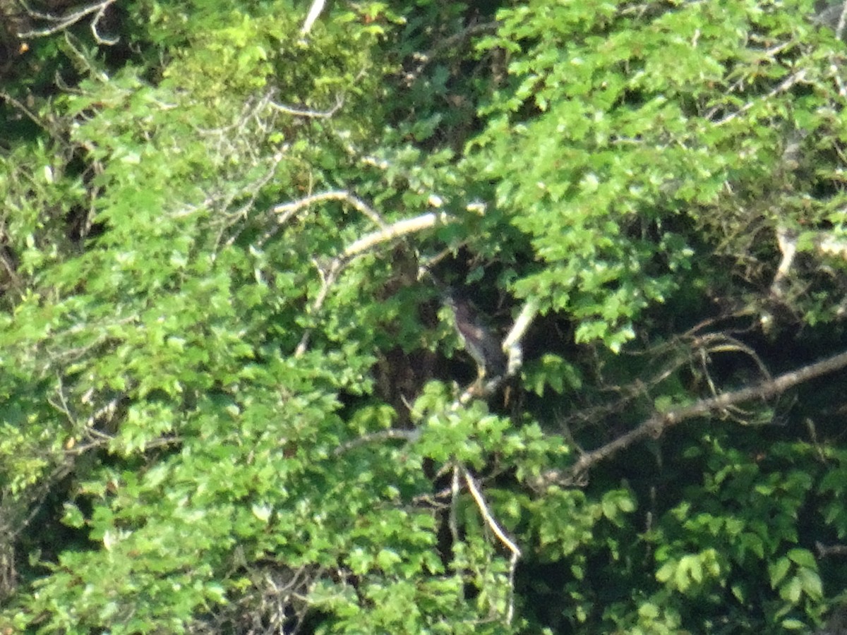 Green Heron - ML637511167