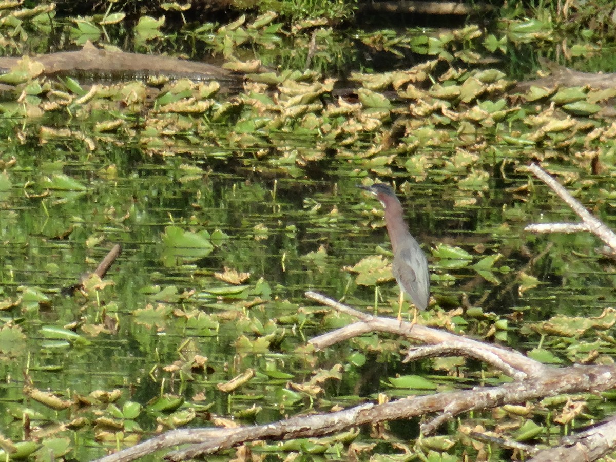 Green Heron - ML637511172