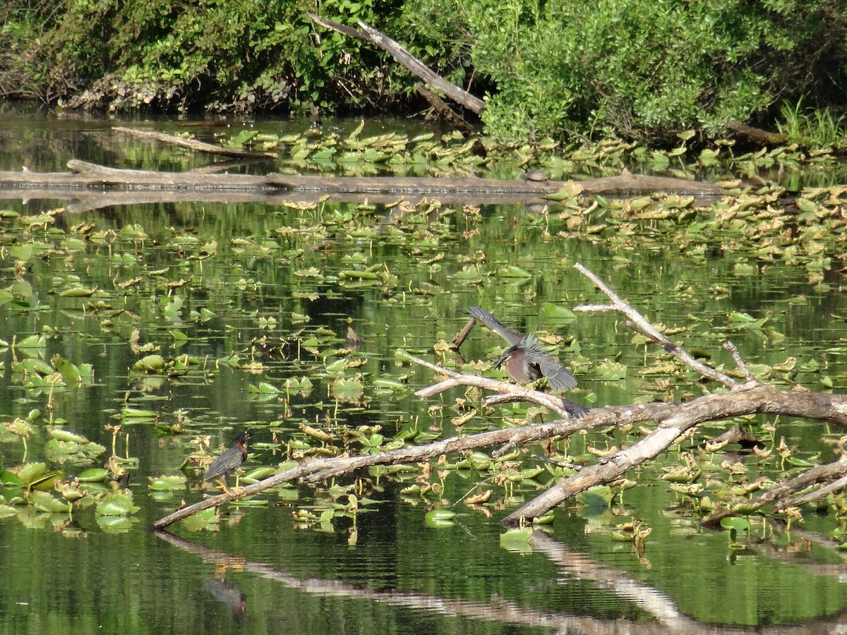 Green Heron - ML637511174