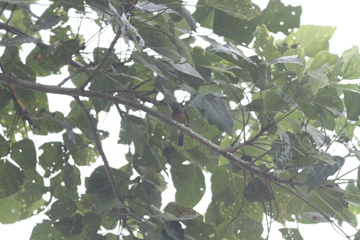 Ochre-bellied Flycatcher - ML637511178