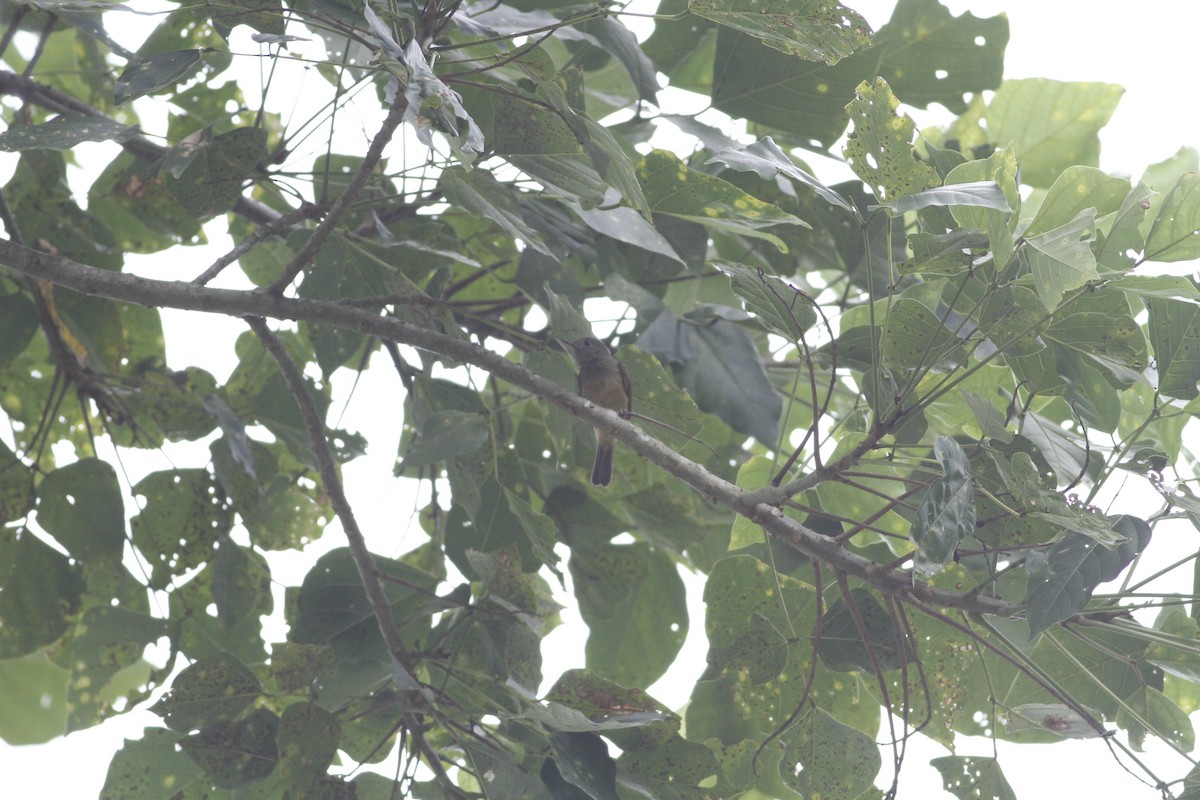 Ochre-bellied Flycatcher - ML637511179