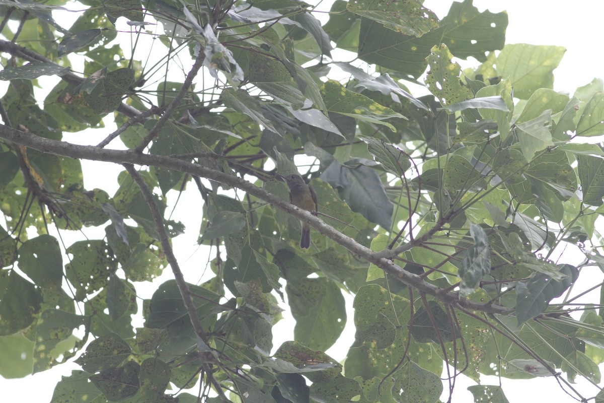 Ochre-bellied Flycatcher - ML637511180