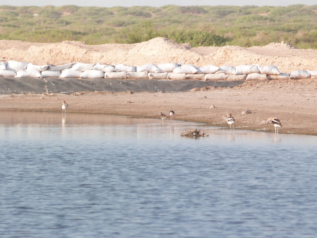 shorebird sp. - ML637511185