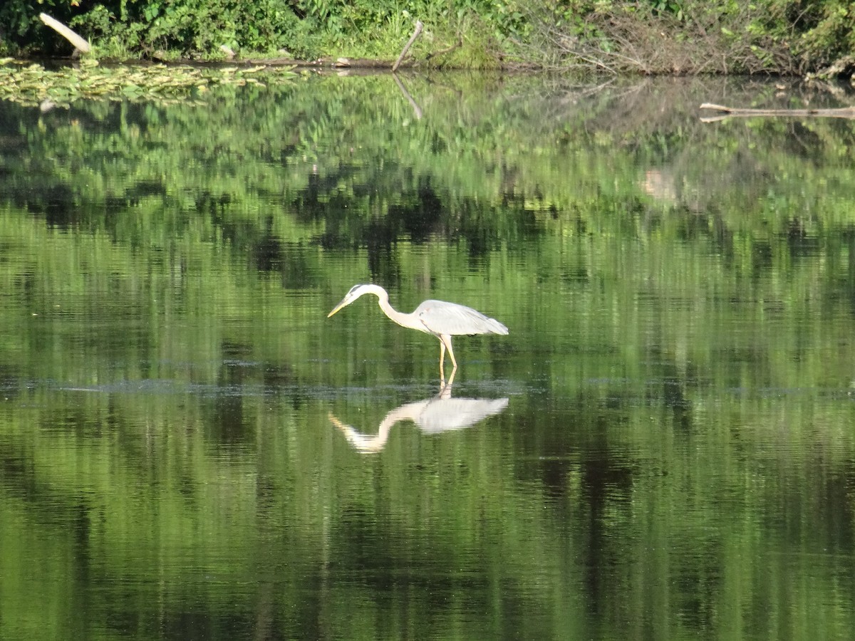 Great Blue Heron - ML637511193
