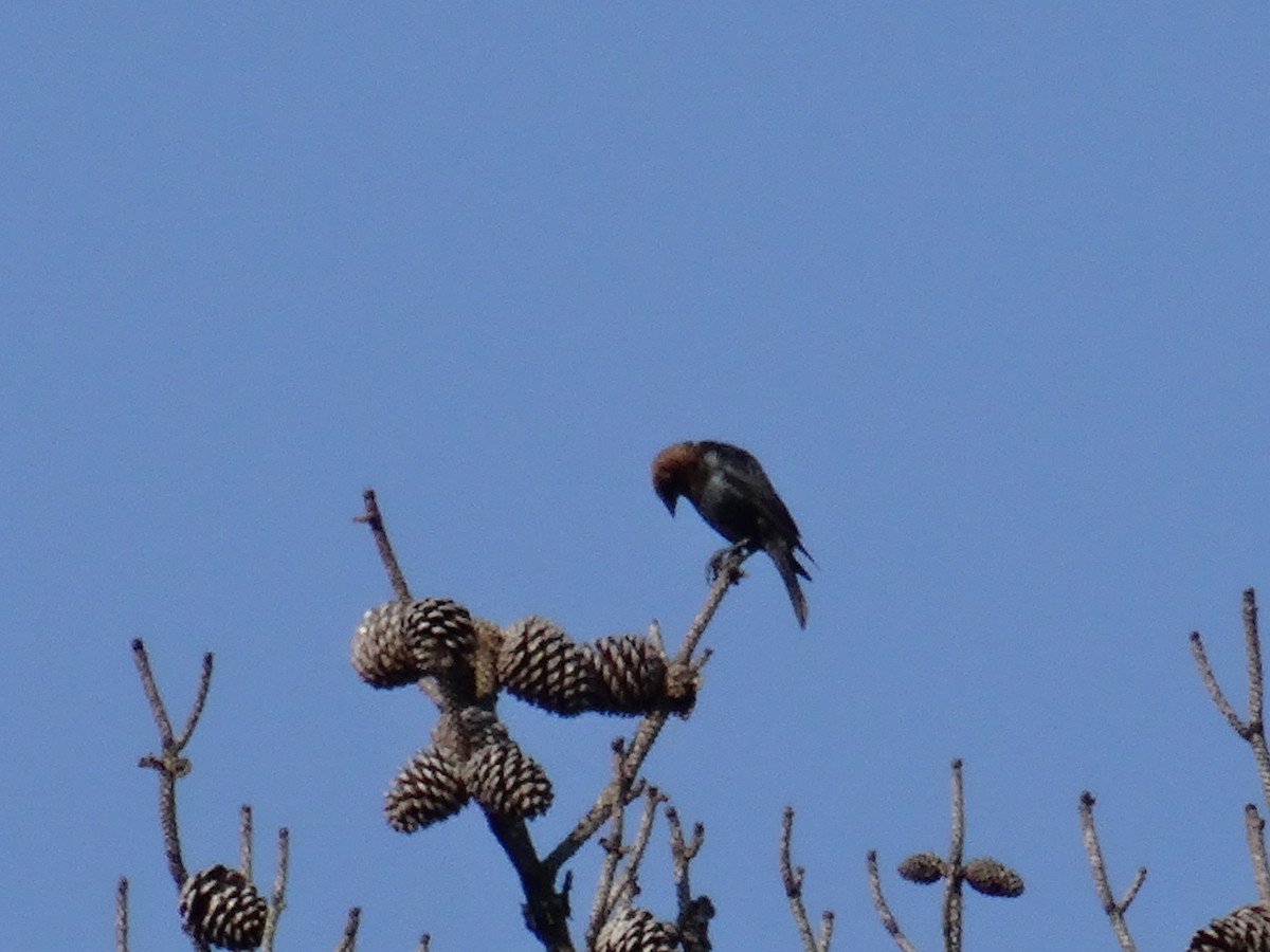 Brown-headed Cowbird - ML637511198